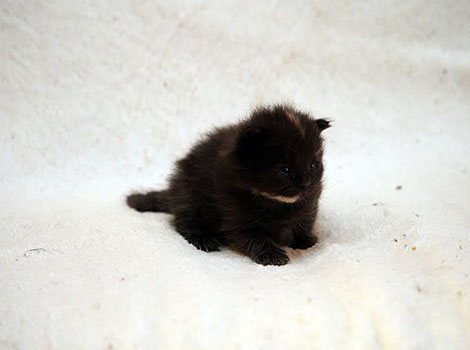 Papillon am 29. März 2025